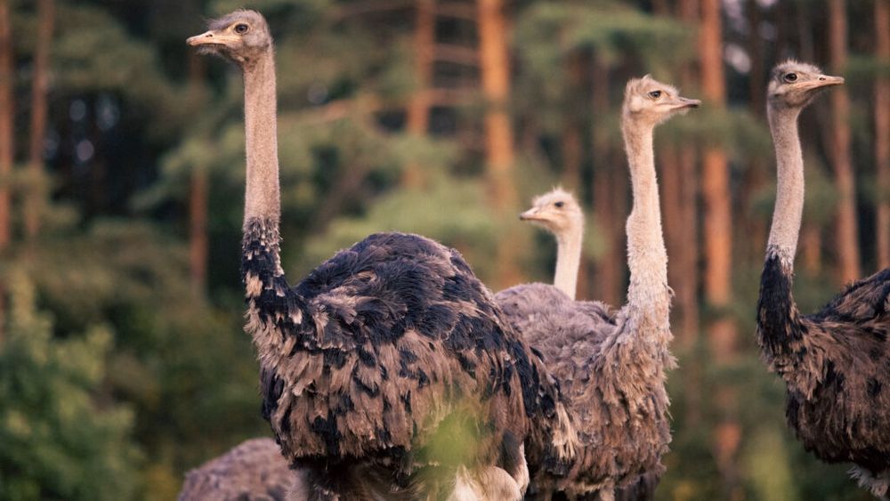 Tânăr reținut după ce a vândut online struți pe care nu îi avea / Un bărbat a plătit peste 4.300 de lei în avans pentru șapte păsări fictive