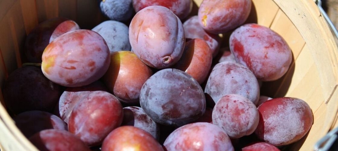 România produce cele mai multe prune din Europa, dar aproape 80% din recoltă ajunge la distilerii: „Pomicultura s-a fragmentat foarte mult în ultimii ani, au apărut foarte multe ferme mici”