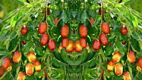 La Buzău, a fost aclimatizat curmalul chinezesc/ Fructul-minune care cucerește România aduce profit încă din primul an/ Un arbust poate produce aproximativ 15 kilograme de fructe