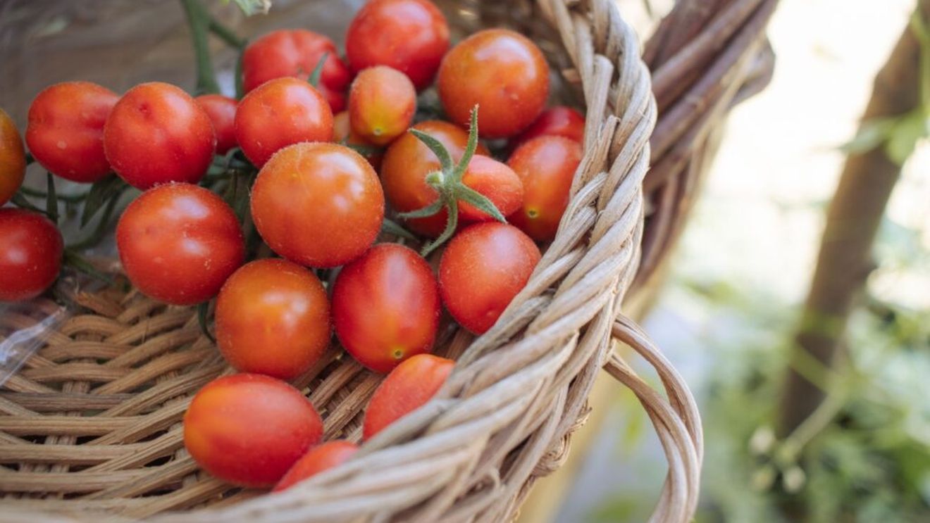 Importurile ieftine din China amenință industria italiană a tomatelor. Directorul general al companiei Mutti, cunoscută pentru produse precum passata și pulpă de roșii, cere măsuri protecționiste