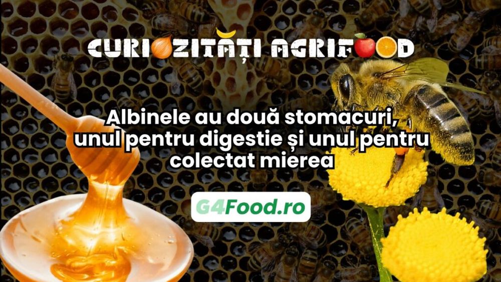 Curiozități agrifood - 7 februarie | Albinele au două stomacuri, unul pentru digestie și unul pentru colectat mierea