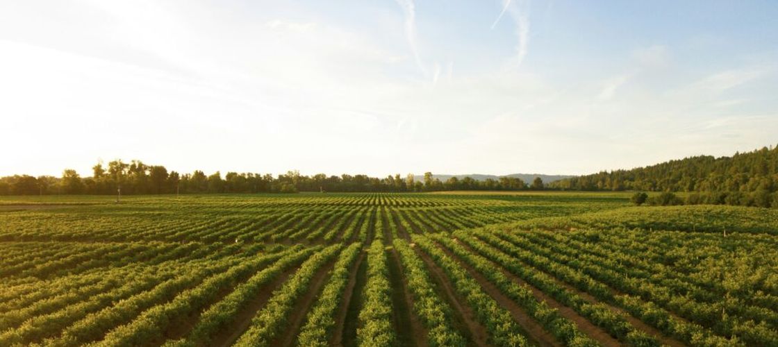 Mii de tone de nămol din canalizarea Aradului ajung pe terenurile agricole / Este tratat și oferit gratuit fermierilor pentru fertilizarea solului