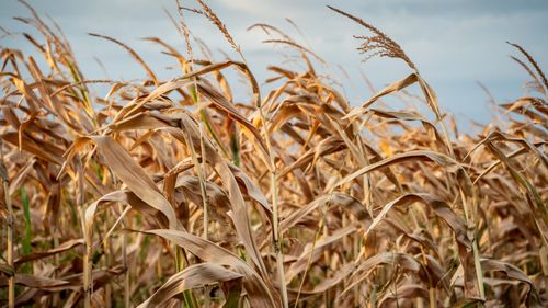 Temperaturi de până la 41°C în zonele agricole. ANM avertizează că plantele neirigate vor începe să se ofilească și să se usuce prematur