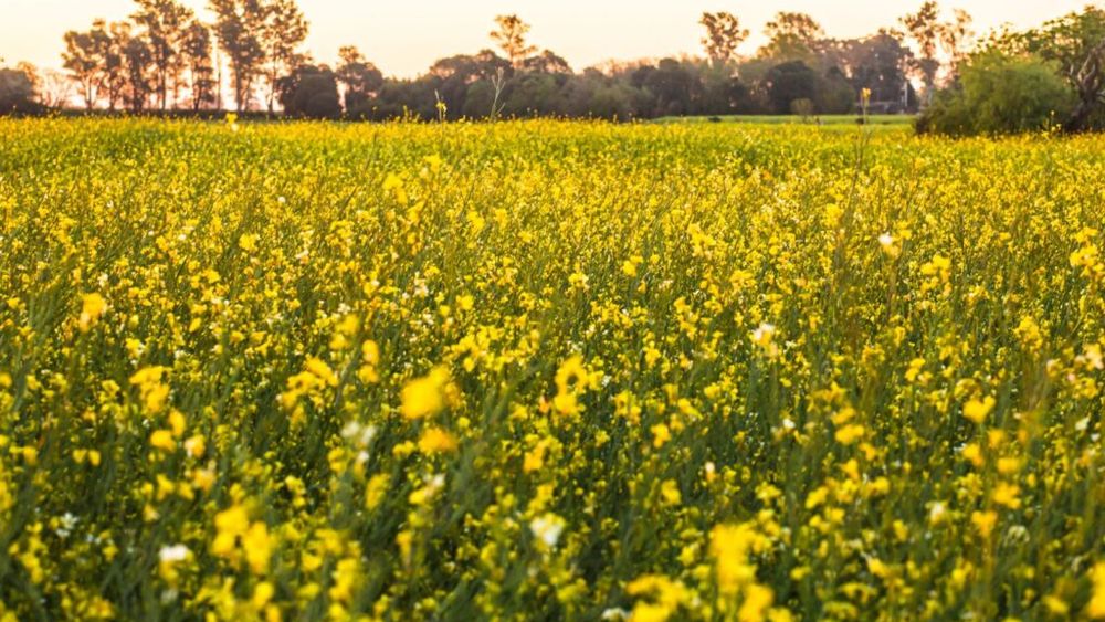 O plantă înrudită cu muștarul ar putea deveni combustibil de aviație / Ar putea reduce cu 68% emisiile de carbon