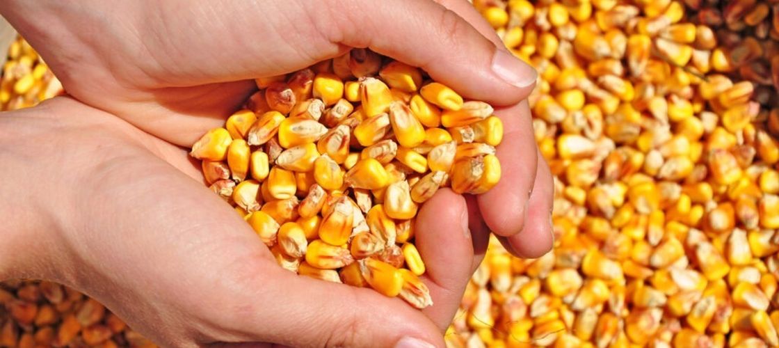 Argentina, exporturi record de porumb / Războiul și seceta schimbă rutele cerealelor