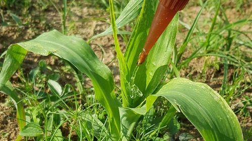 Un hidrogel agricol ecologic înlocuiește pesticidele toxice cu viermi / Loturile tratate cu gel au produs o tonă suplimentară de porumb pe hectar