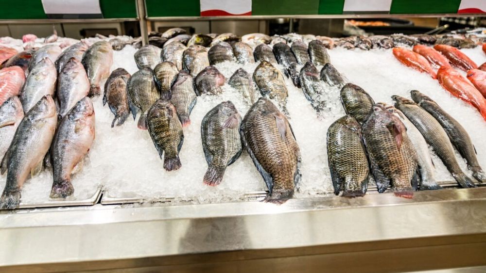 FAO: Fermele piscicole au livrat în premieră, la nivel mondial, mai mult pește decât pescuitul tradițional