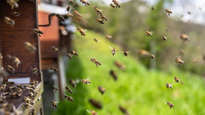 Seceta amenință albinele din Ungaria. Apicultorii cer ajutor de la autorități / Cum poate afecta criza polenului agricultura