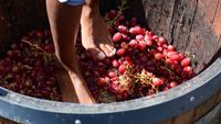Festival al vinului, organizat în premieră lângă locul unde a fost descoperit Tezaurul de la Pietroasele / Buzău Wine Fest începe cu tradiționala zdrobire a strugurilor cu picioarele goale