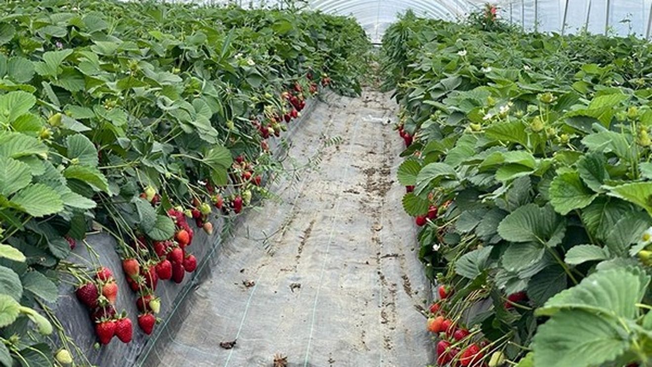 Ghidul solicitantului pentru „Investiții în exploatații agricole" a fost pus în consultare publică