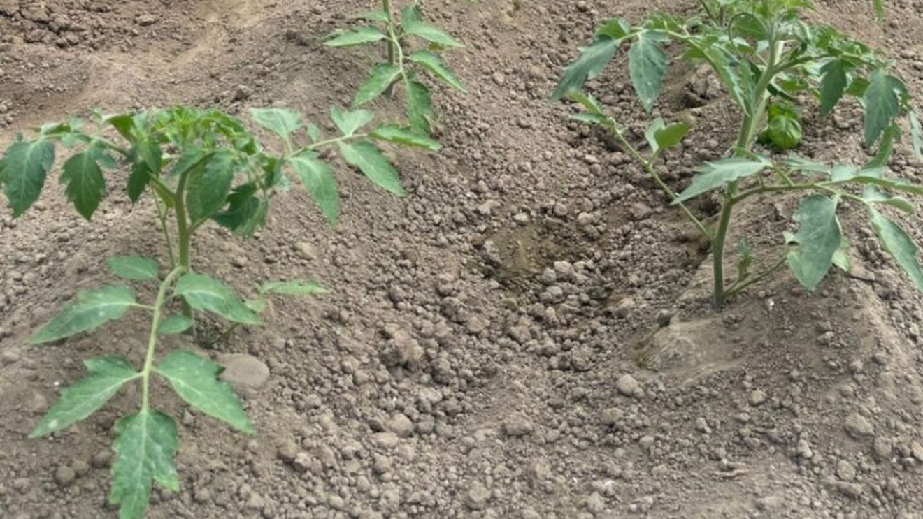 Dolj: Aproape 1.700 de fermieri s-au înscris pentru accesarea programului de susţinere a culturilor de legume în solarii