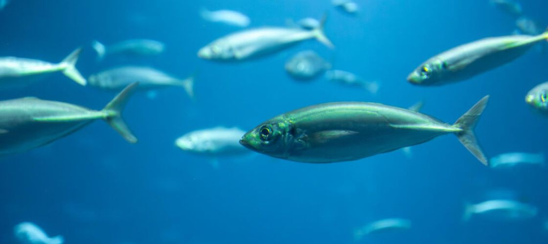 Ministerul Mediului începe popularea lacului Costești-Stânca, de pe Râul Prut, cu 2,5 tone de pește. Programul va deveni anual