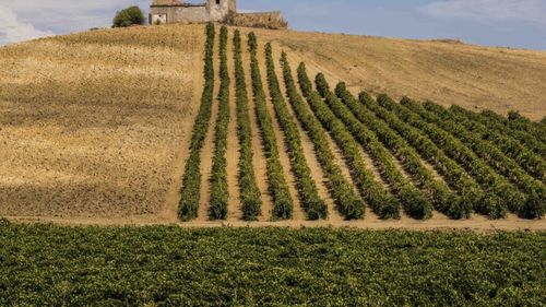 FOTO | Sicilia în trei zile: o poveste despre vin, oameni și gusturi care rămân