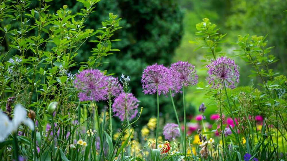 Britanicii sunt îndemnați să planteze în grădini plante neobișnuite pentru a proteja biodiversitatea, importantă în întreg lanțul filogenetic