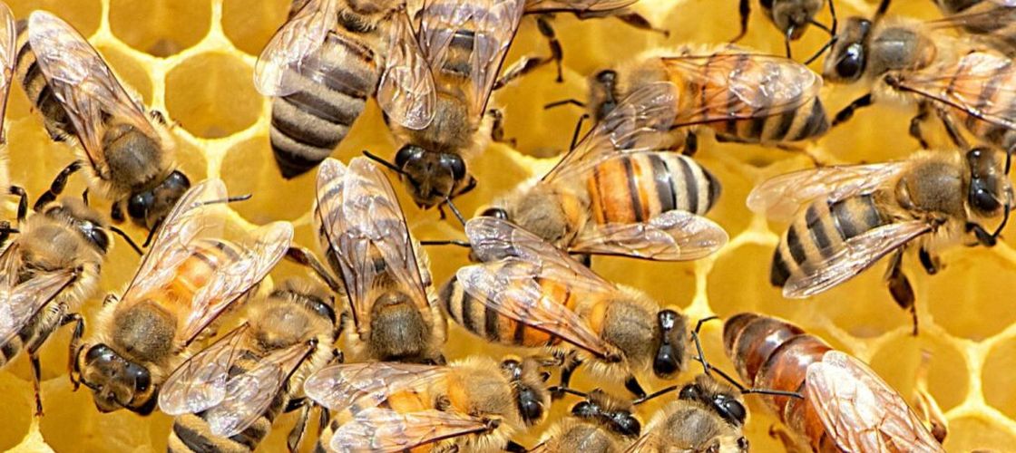 Studiu/ Albinele melifere pot detecta hrana contaminată cu virusuri, dar tot o consumă/ Descoperirea ar putea schimba practicile din apicultură