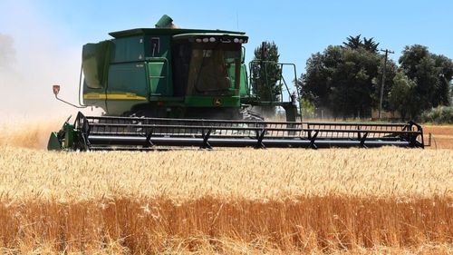 Ucraina începe puternic campania de vară 2025: Peste 7,2 milioane tone de cereale timpurii au fost deja recoltate / Exporturile ucrainene de cereale sunt susceptibile să afecteze fluxurile comerciale în porturile românești, în special la Constanța