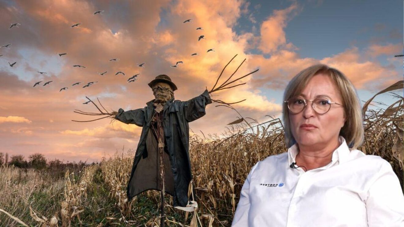 Video | Cum poate fi protejat porumbul de ciori / Maria Cîrjă (Corteva): Până în 2028 vom avea un produs bird repellent pentru ciori