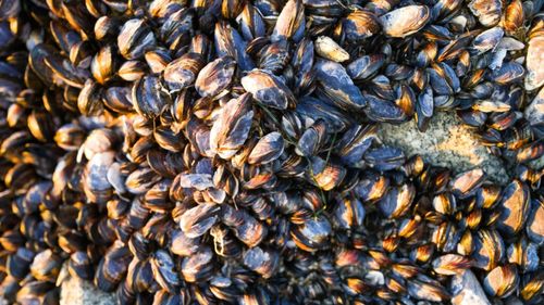 Midiile au invadat lacurile elvețiene. Acoperă plasele de pescuit, amenință viața sălbatică și înfundă conductele subacvatice