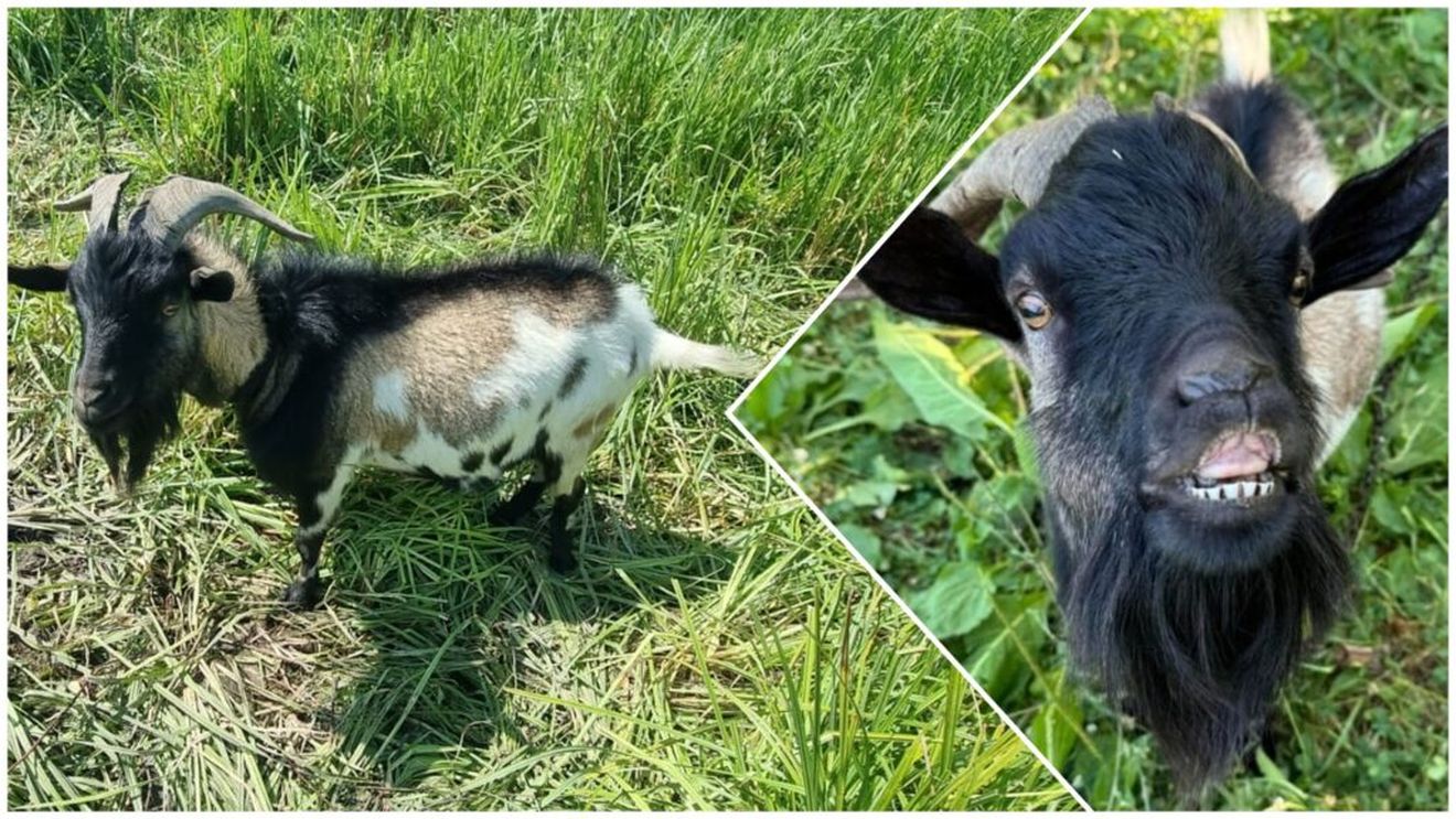 Caprele pitice, „foarfecele naturale” ale fermei: mici, jucăușe și surprinzător de eficiente în îngrijirea copacilor / Raluca Țiplea este medicul rezident care își găsește liniștea între zeci de animale, inclusiv câini, rațe și oi