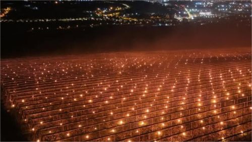 Cum și-a salvat o fermă recolta de cireșe, din calea înghețului/ „Azi noapte am dat foc la 40.000 de euro”