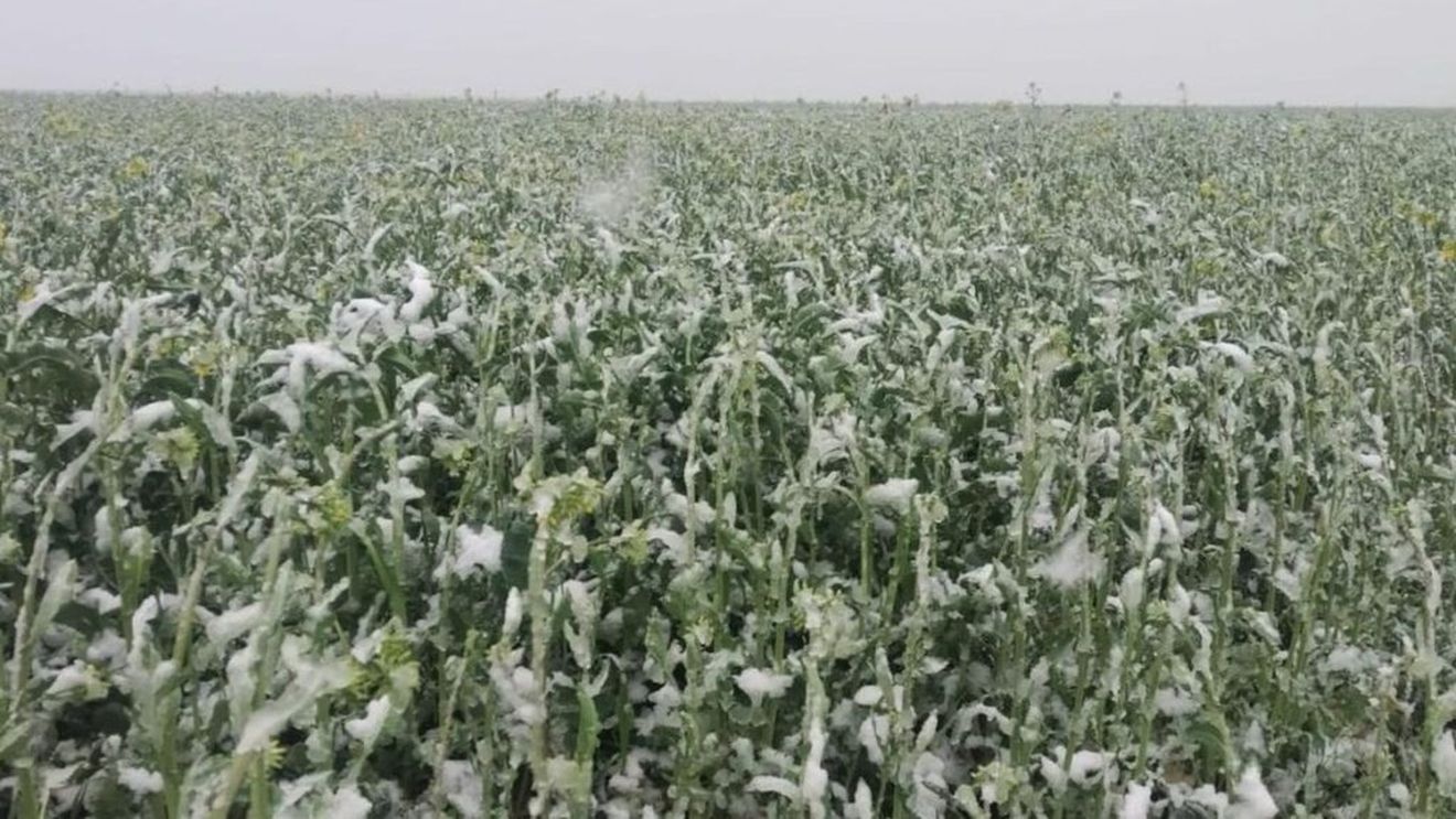 FOTO | Gerul a „compromis” livezile de caiși, cireși și piersici din Fălticeni / Fermierul Pavel Florea: „Am pus lemne pe foc de ne-au sărit capacele”/ Elena Gogu, director Direcția pentru Agricultură Suceava: „Din păcate, asiguratorii nu încheie polițe în zona noastră pentru grindină”