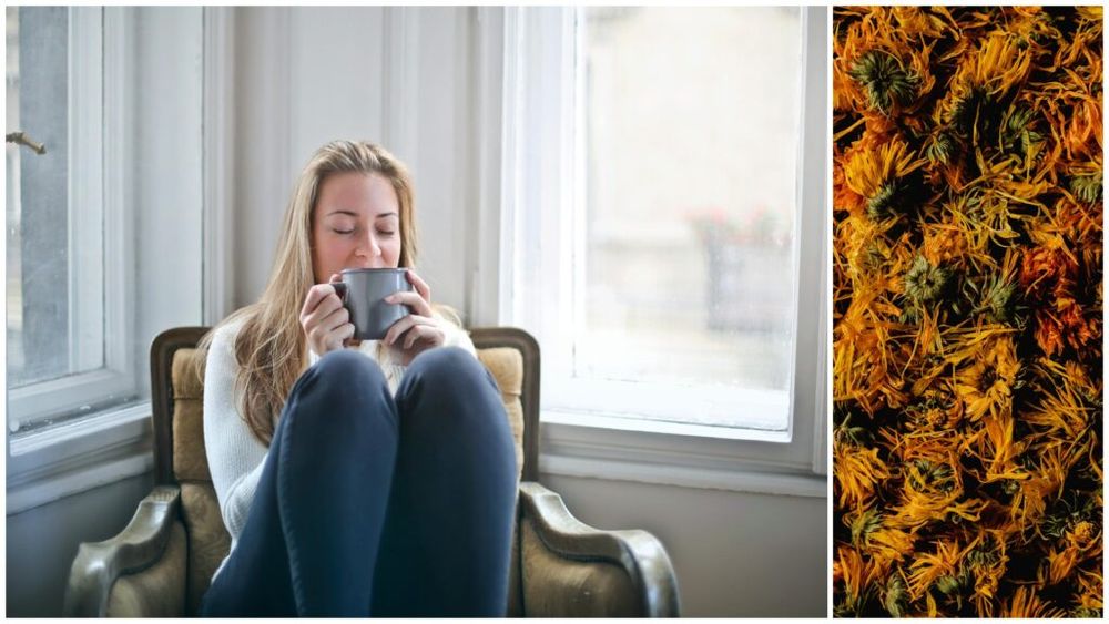 „Ceaiuri românești”: Ceaiul de gălbenele are proprietăți antimicrobiene și antifungice. Atenție, însă: la fel ca sunătoarea, acesta nu este o băutură pentru toată lumea