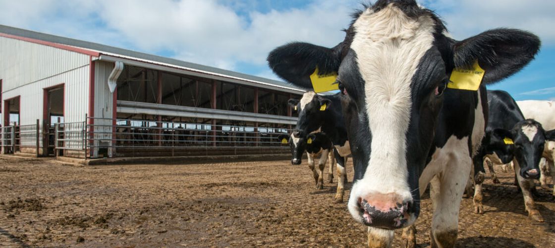 Harghita: Ferme și producători locali își deschid porțile pentru vizitatori, la Open Farm Weekend