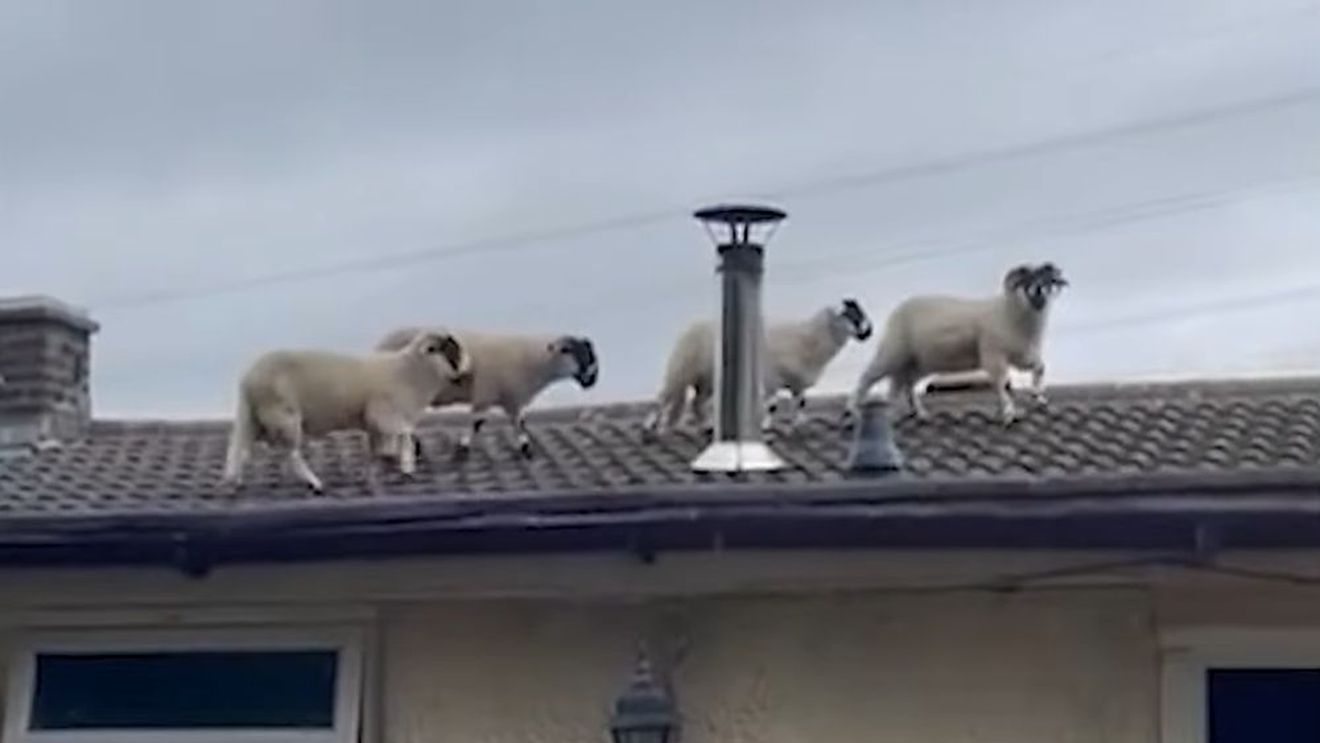 VIDEO O tânără a povestit cum s-a trezit cu o mică turmă de oi pe acoperișul casei