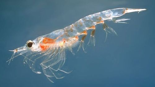 Krillul antarctic, un animal marin de dimensiuni mici care joacă un rol important în lanţul trofic din oceane şi în ciclul carbonului, respinge hrana contaminată cu microplastice, conform unui studiu australian