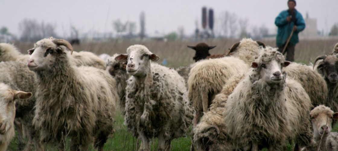 Carantină de 30 de zile pentru oi și capre în toată România / ANSVSA suspendă transportul animalelor după apariția unui focar de pestă a micilor rumegătoare