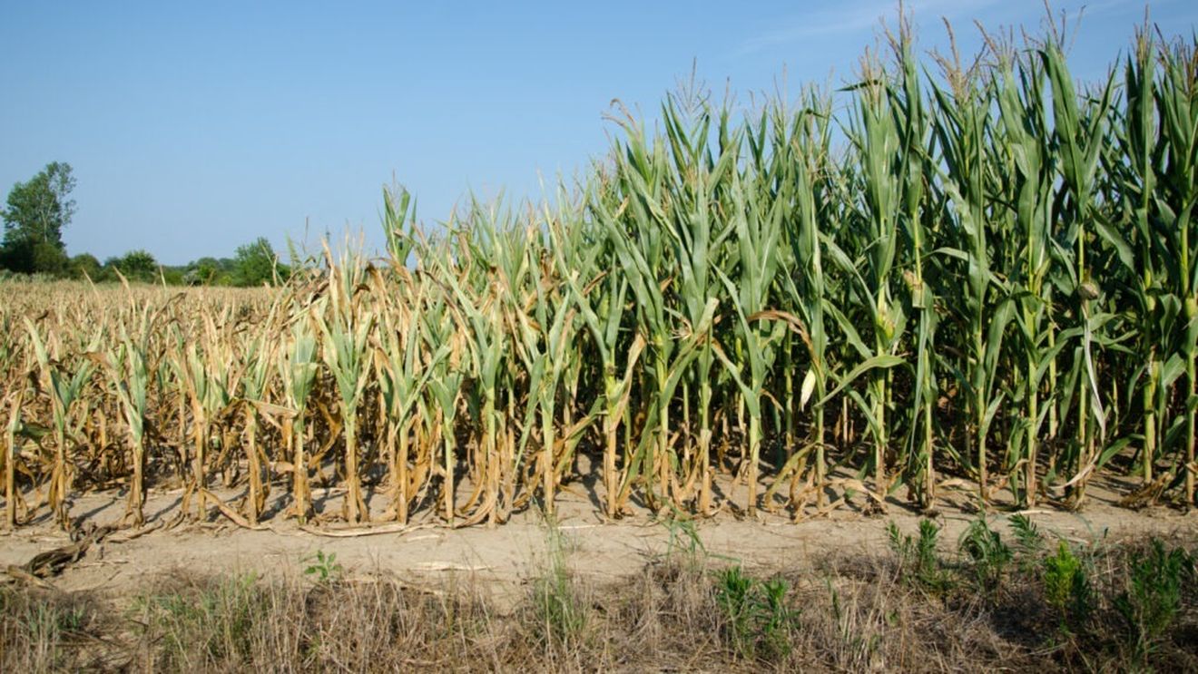 Prognoza agrometeo: Secetă pedologică puternică şi extremă în cultura de porumb neirigat, în cea mai mare parte a ţării