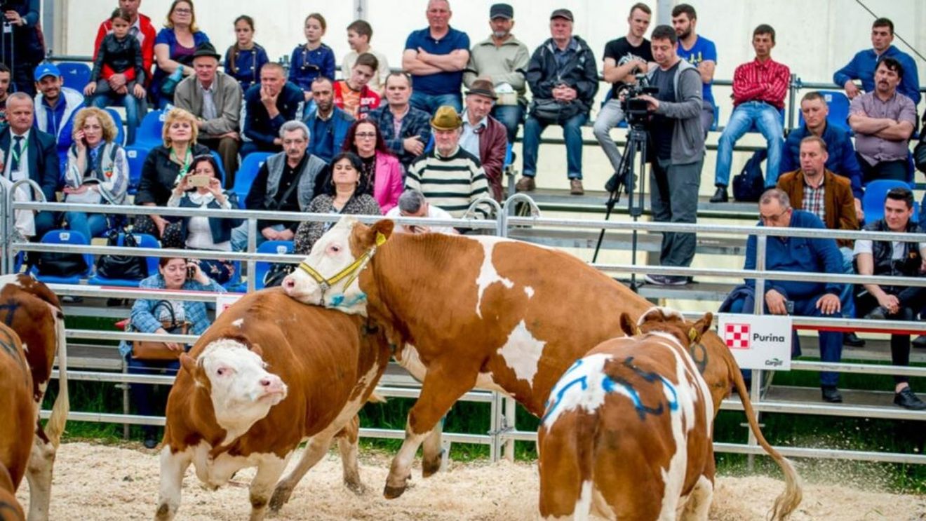 Cel mai mare târg agricol din Transilvania, Agraria, deschis în județul Cluj / Zootehnica Show, una dintre atracțiile evenimentului