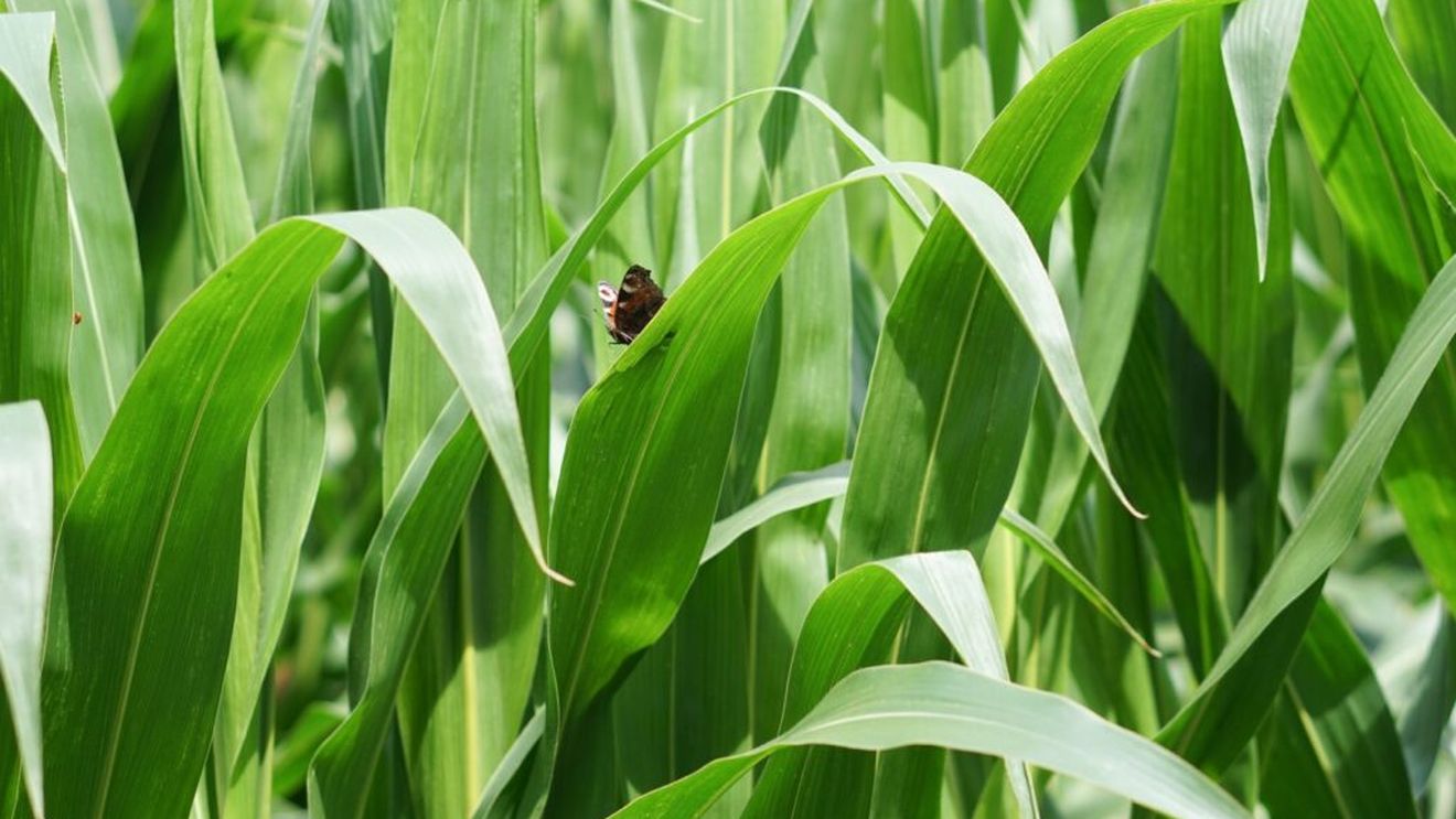 Când se seamănă porumbul și ce se întâmplă dacă boabele sunt plantate prea adânc în pământ