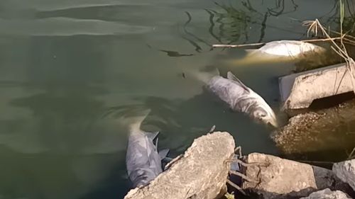 Pești morți în Lacul Corbu: Administratorul acuză compania de apă de poluare din cauza deversărilor / Apele Române a trimis un echipaj în control: ”Intuim o scădere a oxigenului din cauza caniculei”