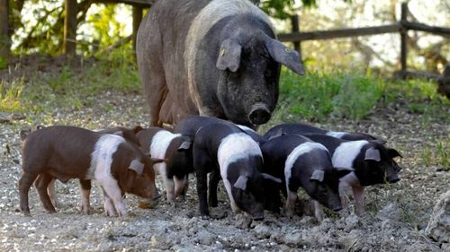 Doar 3.000 de exemplare au mai rămas. Rasa de porci cinta senese, varianta italiană a mangaliței, la un pas de dispariție din cauza pestei porcine
