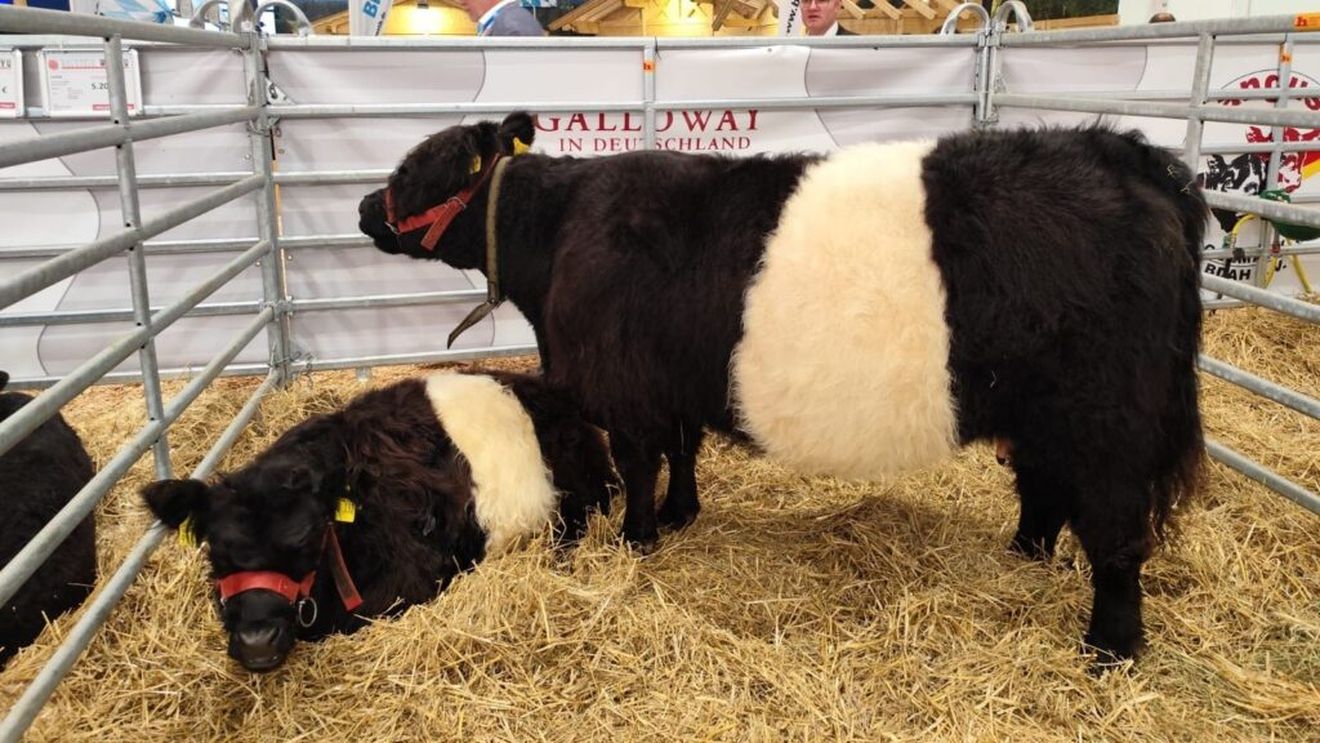 Subvenții de 180 de milioane de euro pentru fermieri/ Guvernul a deblocat plățile pentru sectoarele vegetal și zootehnic