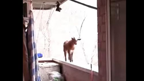 VIDEO | O capră blocată la etajul cinci, la Madrid, a fost salvată de pompieri