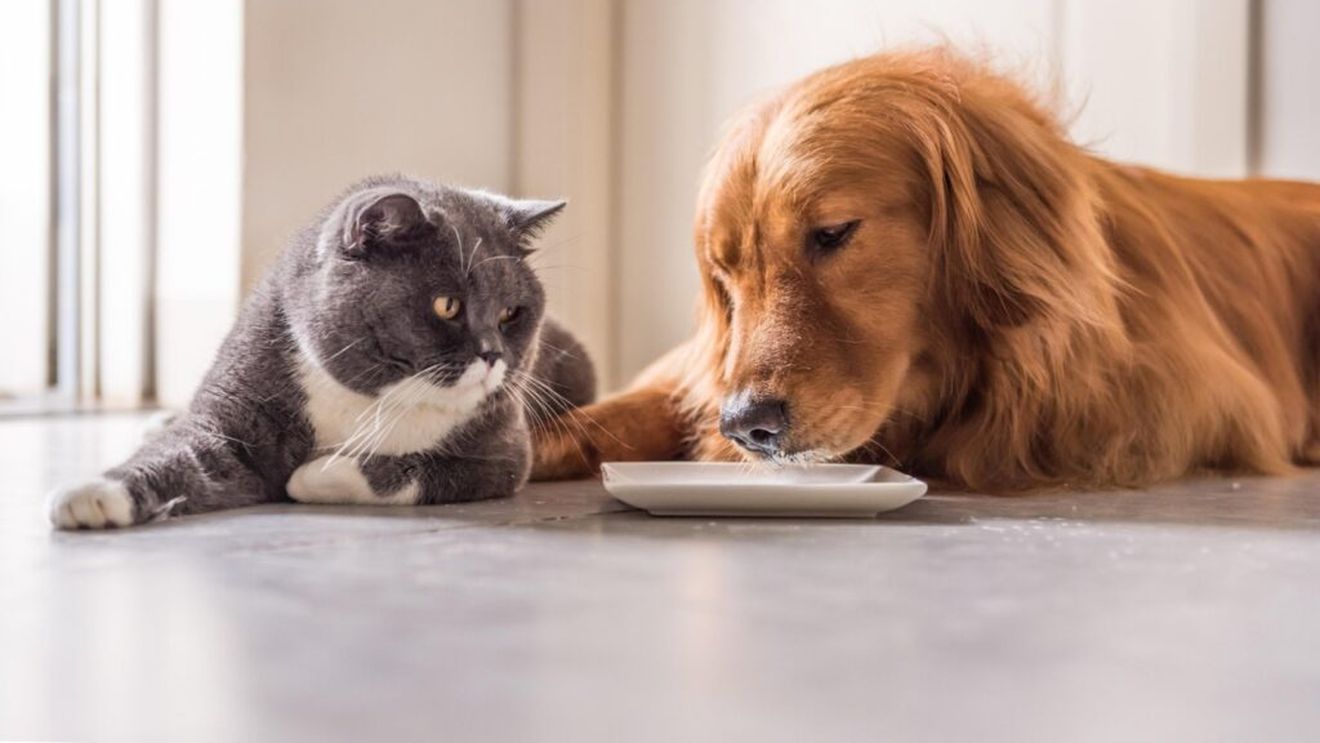 Ce se întâmplă dacă pisica gustă din mâncarea câinelui: Este un pericol pentru sănătatea ei sau nu?