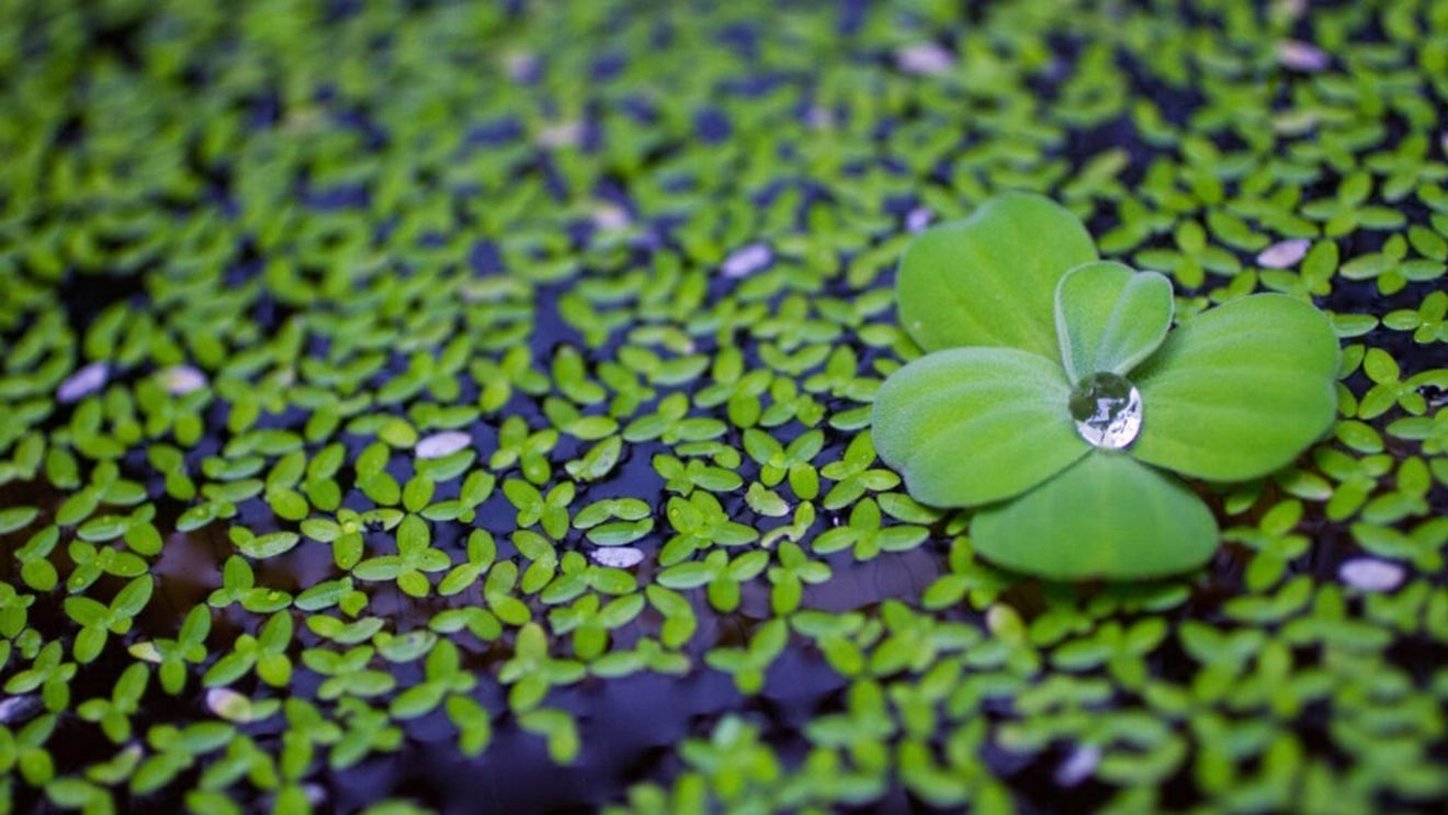 Proteina vegetală care își dublează masa la fiecare 48 de ore /  Nutriționist: „Conține de șapte ori mai multe proteine decât soia și este, de asemenea, o sursă excelentă de acizi grași omega-3, o alternativă pentru uleiul de pește”