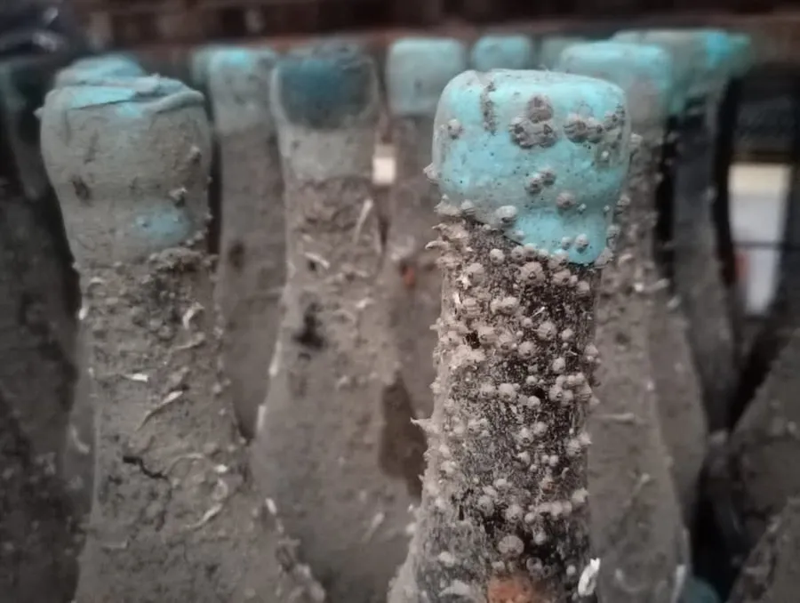 Sursa foto: Elixsea Wines (Instagram)