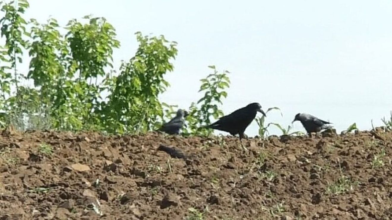 „Ciorile distrug tot”: Fermierii din mai multe zone ale țării se confruntă cu o problemă tot mai gravă: ciorile, guguștiucii și graurii le distrug culturile de porumb și floarea-soarelui