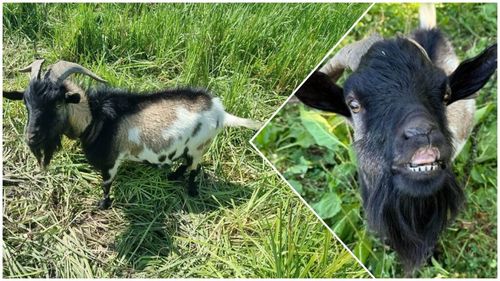 Caprele pitice, „foarfecele naturale” ale fermei: mici, jucăușe și surprinzător de eficiente în îngrijirea copacilor / Raluca Țiplea este medicul rezident care își găsește liniștea între zeci de animale, inclusiv câini, rațe și oi