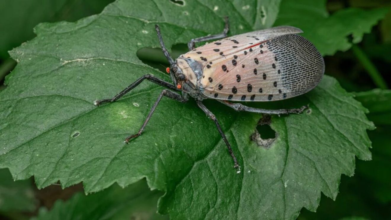 Mierea care stârnește controverse în America / Noua delicatesă obținută din… excrementele unei insecte invazive