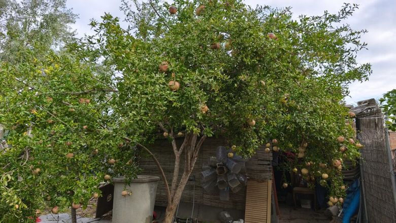 FOTO-VIDEO | Cum să ai rodii proaspete acasă. Cultivă-le într-un ghiveci și vor da un aer exotic terasei sau apartamentului