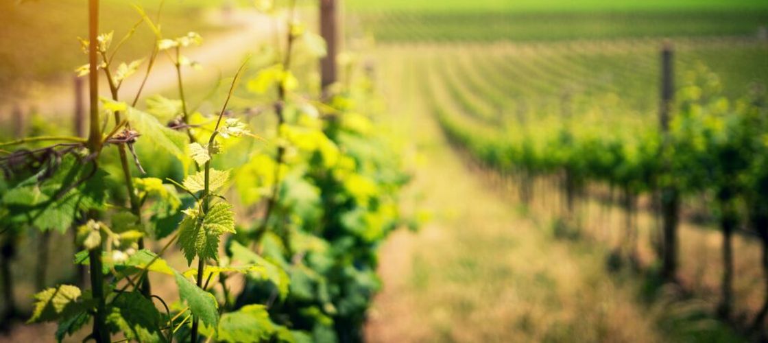 Piețele agricole din UE rămân solide în pofida incertitudinilor și a creșterii costurilor factorilor de producție