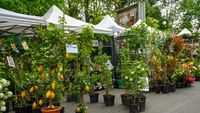 Peste 120 de producători vin la Zilele Horticulturii Bucureștene. Flori, plante, ateliere și demonstrații pentru vizitatori, la Agronomie