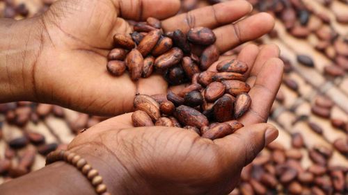 8 tone de cocaină descoperite în Germania/ Marfa ilegală, evaluată la jumătate de miliard de euro, era ascunsă în saci cu boabe de cacao 