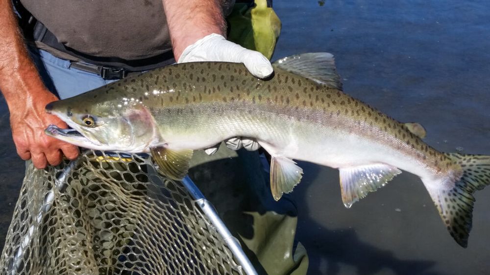 Tehnologia care salvează somonul: senzori și camere urmăresc călătoria sa pentru a salva specia/ „Nu poți lua decizii viitoare când nu știi exact dacă acțiunile tale sunt bune sau dăunătoare”