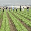 Fermierii din Arizona depind de muncitorii care vin zilnic din Mexic / Fermier: „Oamenilor le este frică să treacă granița”