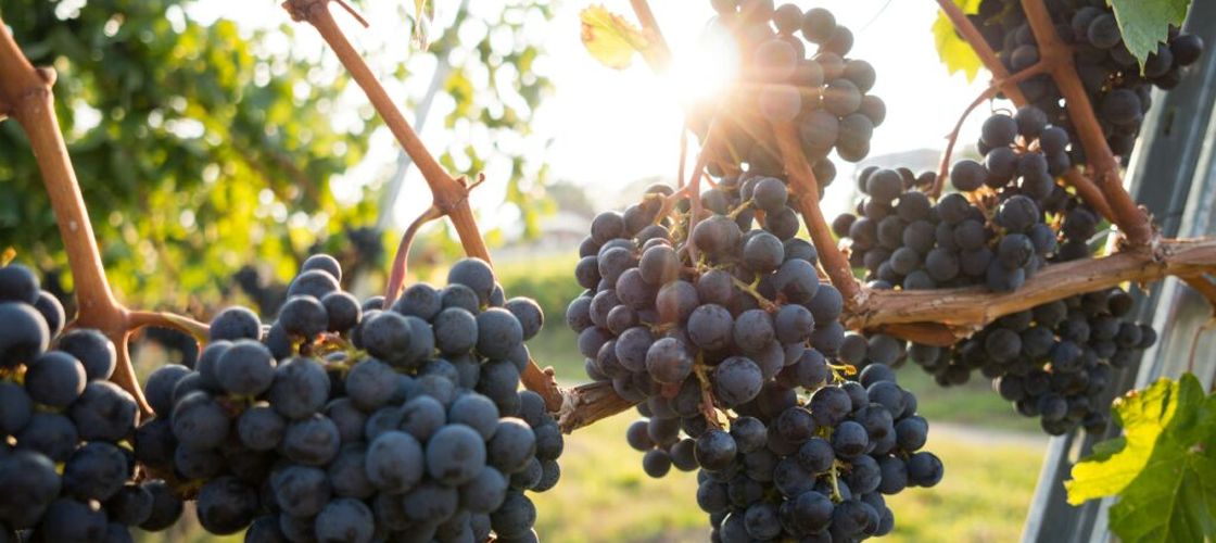 Strugurii, mai mult decât un desert: cum pot ajuta creierul, inima, oasele și digestia / Ce arată studiile